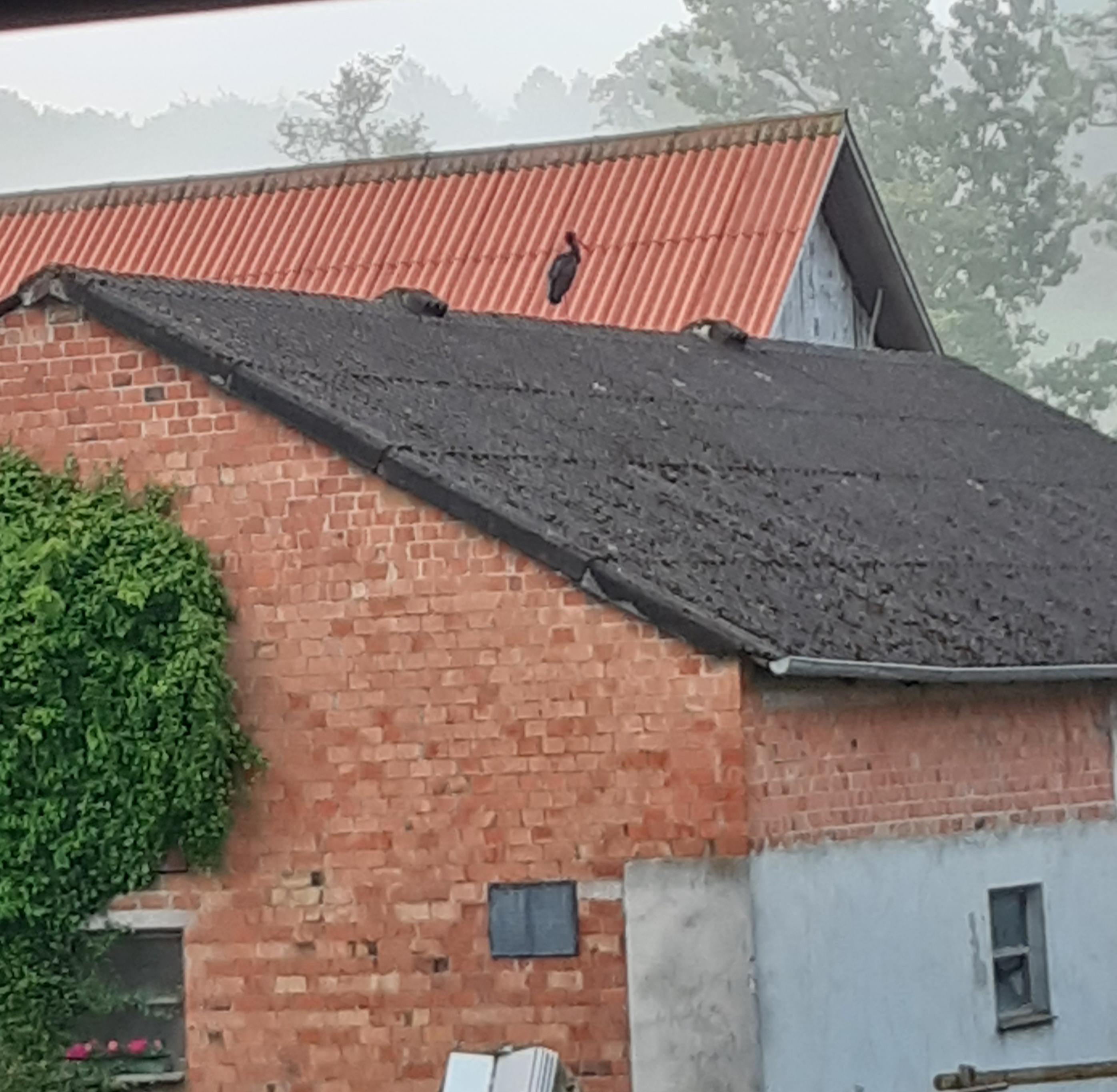 schwarzerstorch